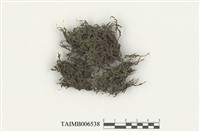 藏品(異枝砂苔)的圖片